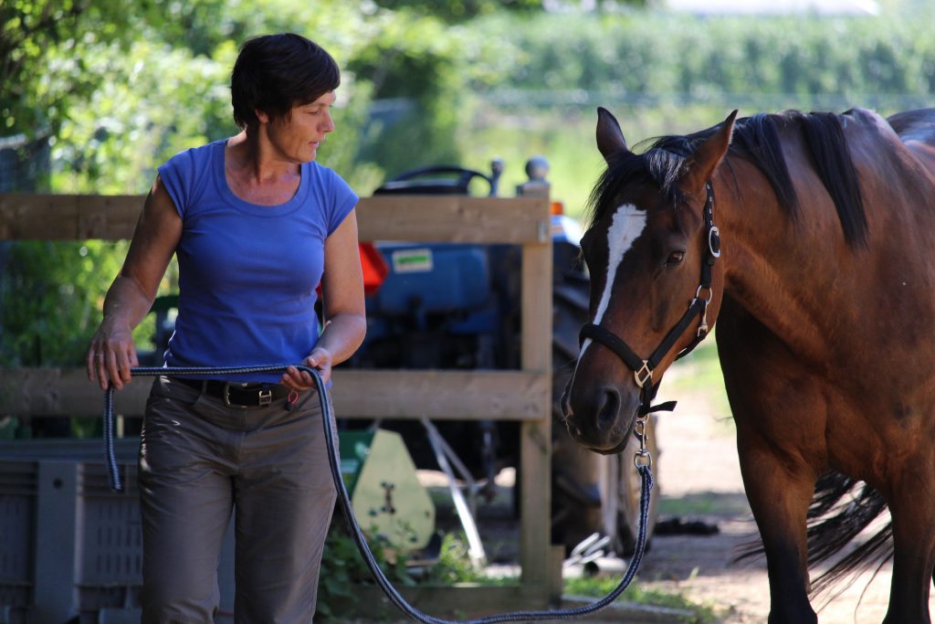 carrièreswitch Karin leidt een paard
