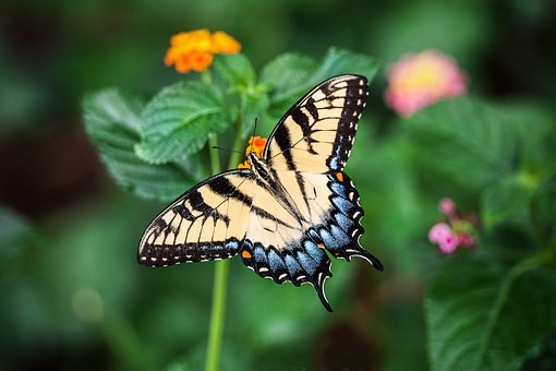 Kernkwaliteiten vliegende vlinder naar bloem